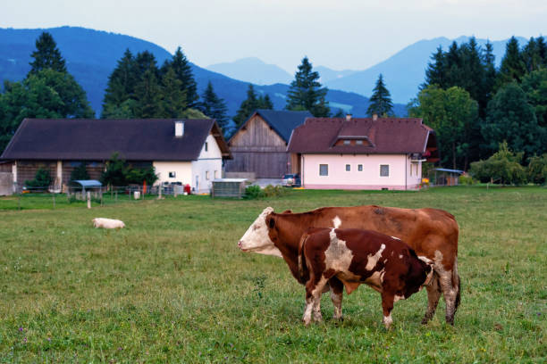 istock Cow herd in a mountain village, Carinthia, Austria - Image 1202058454