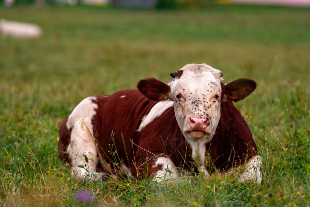 istock Cow herd in a mountain village, Carinthia, Austria - Image 1202058470