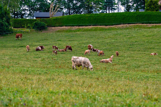 istock Cow herd in a mountain village, Carinthia, Austria - Image 1202058525