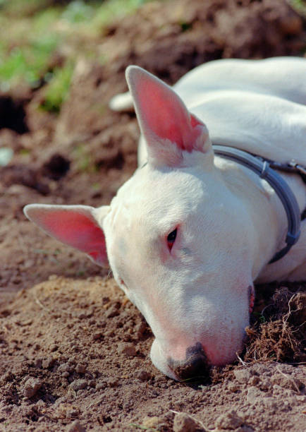 istock White bullterier lying on soil. Feel boring 1202058872