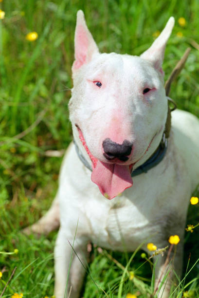 istock White bullterier portrait close up 1202058901