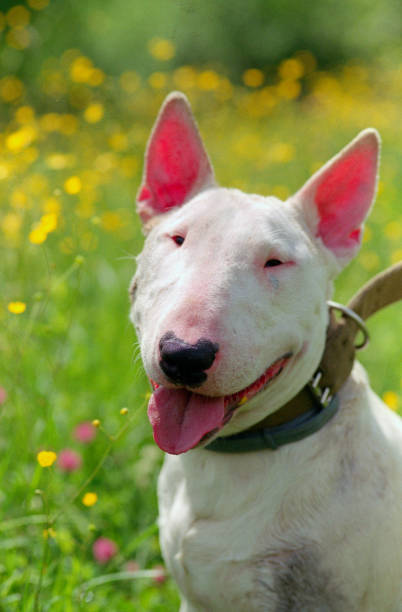 istock White bullterier portrait close up 1202058905