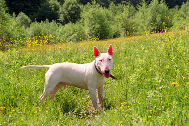 istock White bullterier in meadow 1202058916