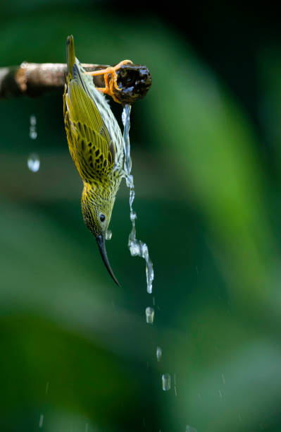 istock Arachnothera magna wants to drink 1202059688