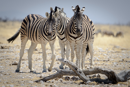 Zebra companions