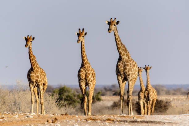 etosha giraffes - giraffe namibia africa animal imagens e fotografias de stock