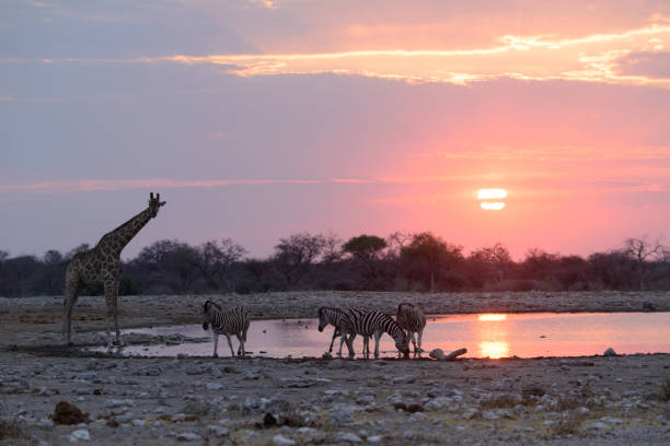istock Etosha giraffes an zebras 1202060223