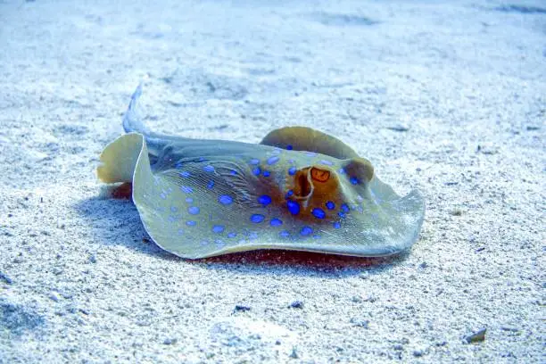 Photo of Blue spotted stingray in Red Sea, Egypt