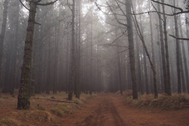 istock Dirt Road Amidst Trees In Forest 1202061955