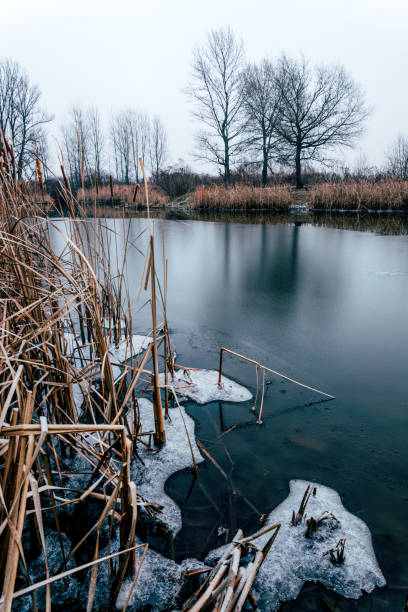 istock Early spring on the river bank. Melting ice and dry reed 1202064525