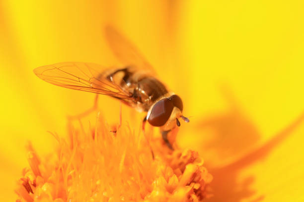 Syrphidae on flower in the wild
