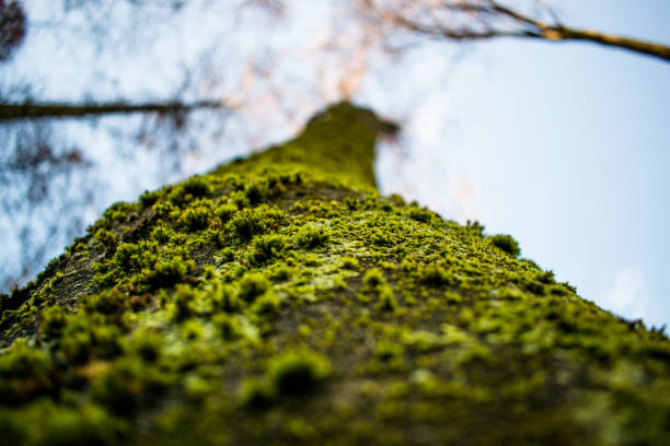 istock Closeup of the tree with moss in the forest 1202064568