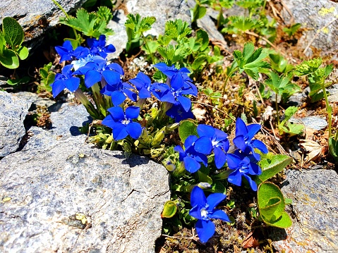 Several small Gentian flowers between some stones, captured in the Swiss mountains during summer sesson.