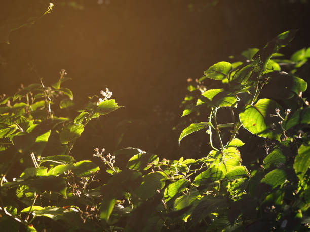 Light and shadow on green leaves in the forest at sunrise. Natural background.