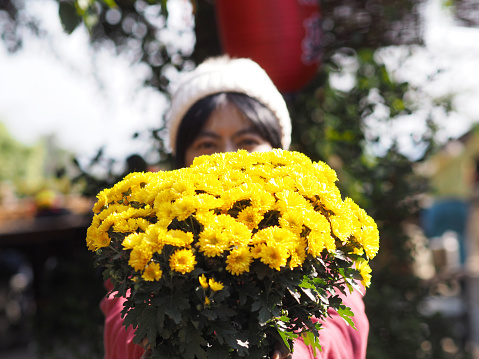 Close up yellow Chrysanthemum flowers bouquet in woman hand holding and giving.
