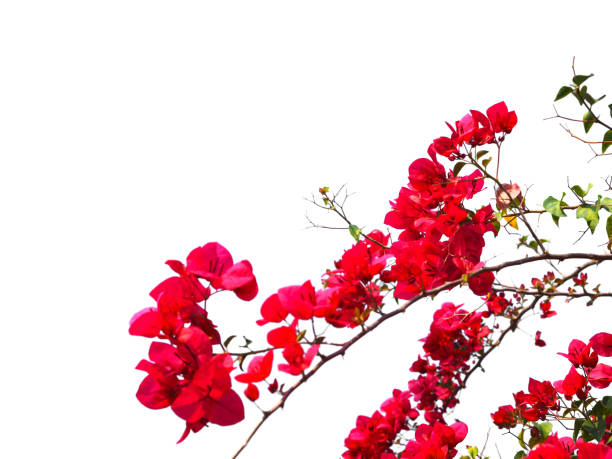 istock Red Bougainvillea flower 1202065269