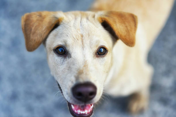 istock Adorable little brown puppy by top view 1202066282