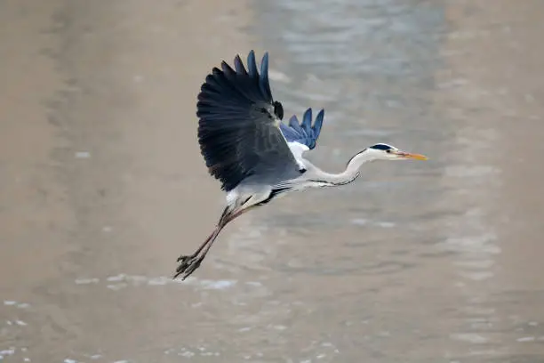 Gray heron gracefully taking off