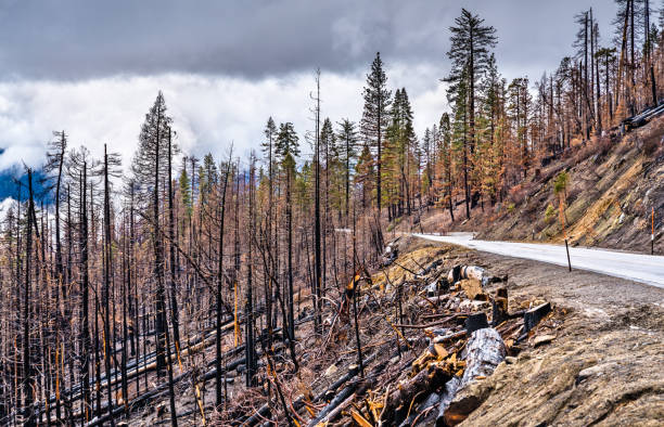 istock Burned down forest in Yosemite National Park, California 1202066809