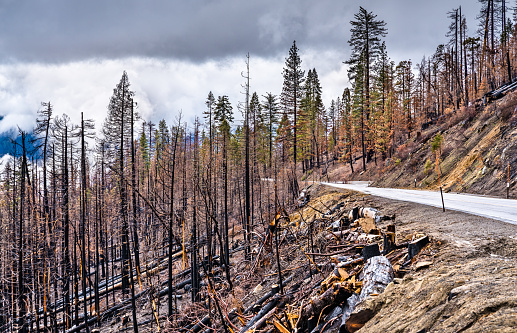 Burned down forest in Yosemite National Park - California, United States