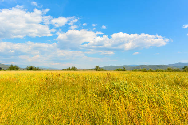 istock Yellow grasses, clouds and sky. 1202069056