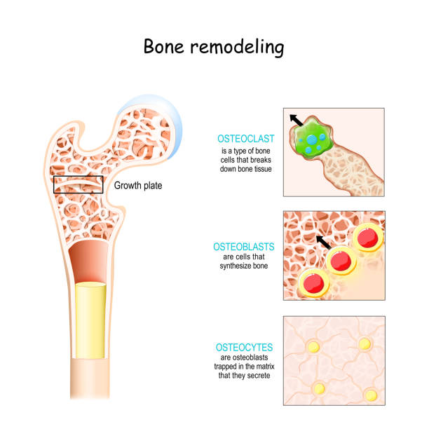 proces przebudowy kości (resorpcja, odwrócenie, tworzenie i mineralizacja). osteoblast, osteoklast i osteocyt. - computer language illustrations stock illustrations