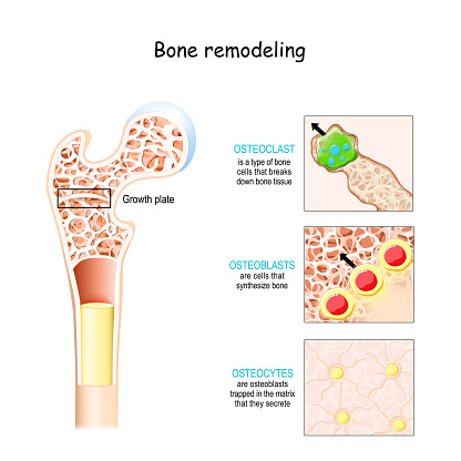 bone remodeling process (resorption, reversal, formation, and mineralization). Osteoblast, osteoclast, and osteocyte. Vector illustration of human bone cell types. Medical diagram.