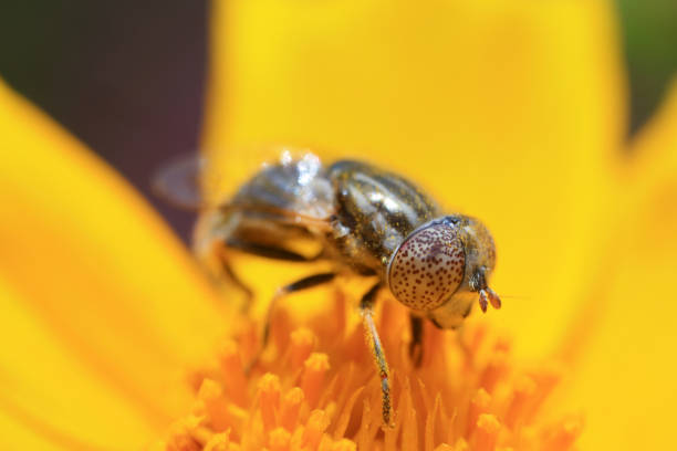 istock Syrphidae on plant in the wild 1202069620