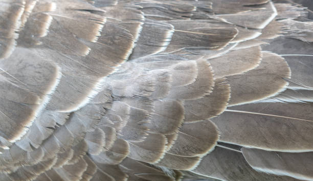 istock Close up layer of goose feathers texture 1202071791