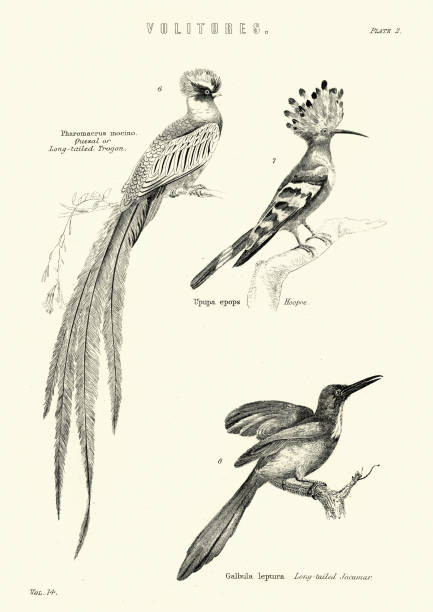 istock Resplendent quetzal, Eurasian hoopoe, Long tailed Jacamar 1202071850