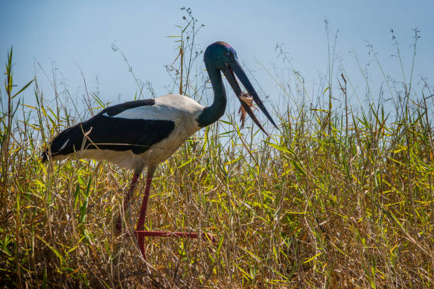istock Jabiru or black-necked stork eating a catfish on Corroboree Billabong. 1202073049