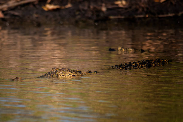 Saltwater crocodile in Corroboree wetlands, Darwin, Northern Territory, Australia. Entire crocodile showing.