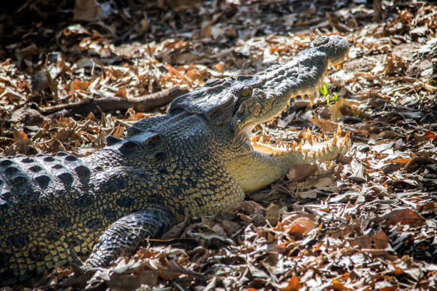 crocodilo de água salgada em pântanos corroboree. - kakadu national park australia bird northern territory - fotografias e filmes do acervo