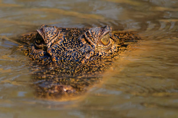 crocodile d'eau salée dans les zones humides de corroboree. - kakadu photos et images de collection