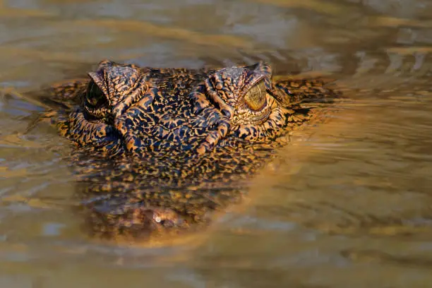 Saltwater crocodile in Corroboree wetlands, Darwin, Northern Territory, Australia. Just head of the crocodile showing.