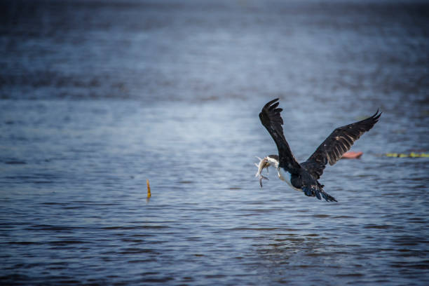 cormorão de pied australiano comendo um bagre em corroboree billabong. - kakadu national park australia bird northern territory - fotografias e filmes do acervo