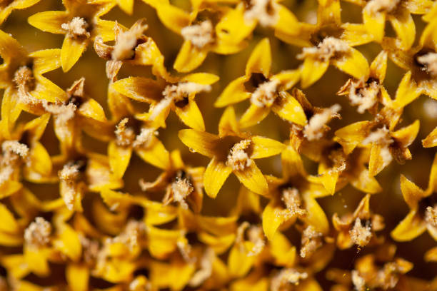 istock Background of sunflower Pollen close up. 1202074131