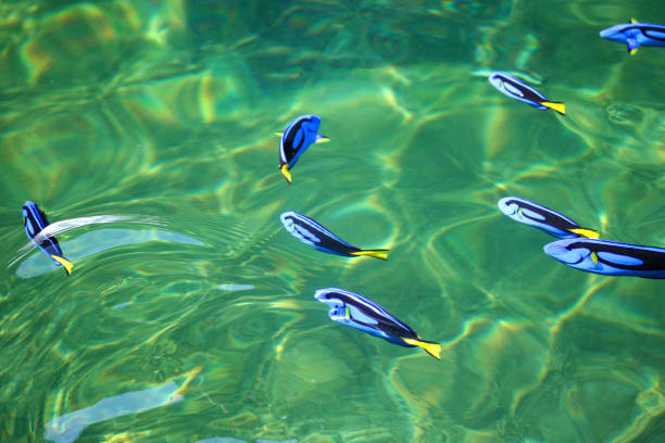 istock Blue Tang fish in the fish farm 1202074160
