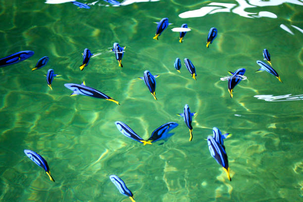istock Blue Tang fish in the fish farm 1202074168