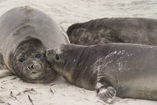 istock Southern Elephant Seal pups 1202074179