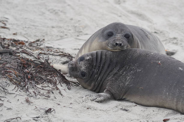 istock Southern Elephant Seal pups 1202074296