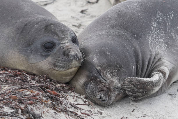 istock Southern Elephant Seal pups 1202074298