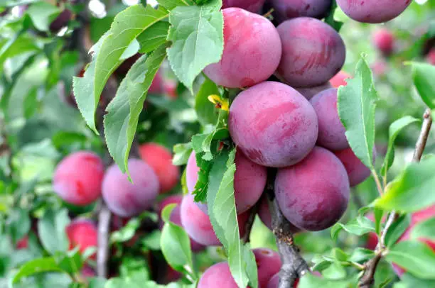 close-up of ripe plums on a tree branch in the orchard