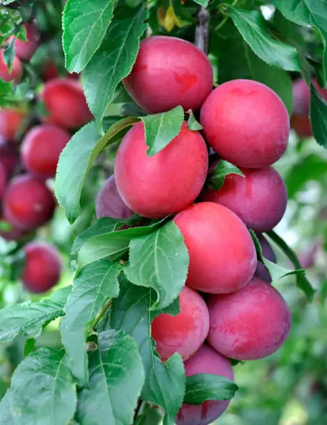 close-up of ripe plums on a tree branch in the orchard, vertical composition