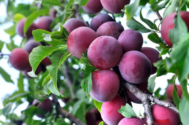 close-up of ripe plums on a tree branch in the orchard