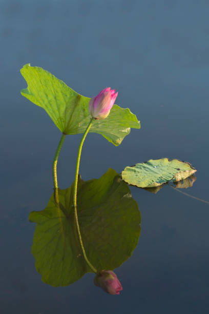 fleur de lotus sur une plaine inondable, fleuve de marie. - kakadu photos et images de collection