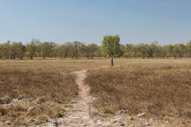 várzea com grama seca e uma árvore solitária rio mary. - kakadu national park australia bird northern territory - fotografias e filmes do acervo