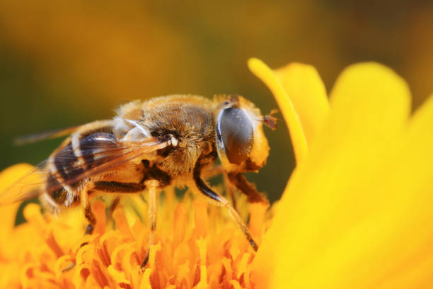 istock Syrphidae in the flowers 1202076995