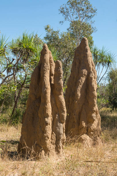 termite mound or anthill on floodplains, mary river. - kakadu national park national park northern territory kakadu imagens e fotografias de stock
