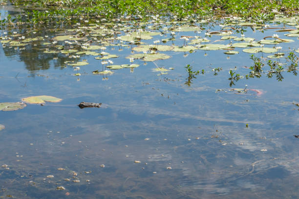 crocodilo de água doce em uma planície inundada, rio mary. - kakadu national park australia bird northern territory - fotografias e filmes do acervo